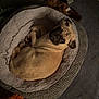 dog, pug, dog_bed, toy, plush_toy, indoor, pet, floor, foot, cozy, curled_up, looking_up, brown, furniture, bedroom, cute, animal, resting, companion, pet_toy
