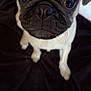 Daisy joined the competition — help win amazing prizes! dog, pug, pet, animal, close_up, cute, puppy, wrinkles, face, eyes, fur, sitting, blanket, indoor, companion, looking_up, adorable, small_dog, portrait, canine