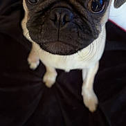 Daisy joined the competition — help win amazing prizes! dog, pug, pet, animal, close_up, cute, puppy, wrinkles, face, eyes, fur, sitting, blanket, indoor, companion, looking_up, adorable, small_dog, portrait, canine