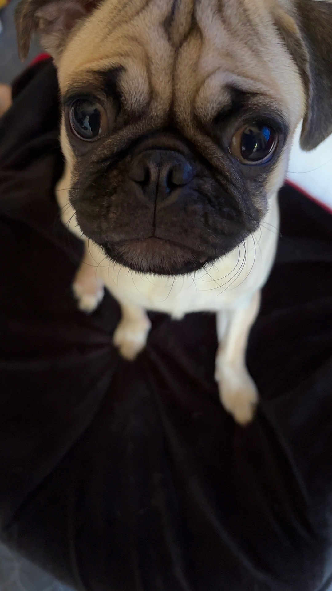 Daisy