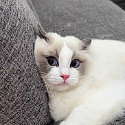 Azula joined the competition — help win amazing prizes! cat, fluffy, white, gray_markings, couch, furniture, pet, animal, indoor, relaxed, paw, curious, wide_eyes, soft, cute, domestic, resting, cozy, close_up, portrait
