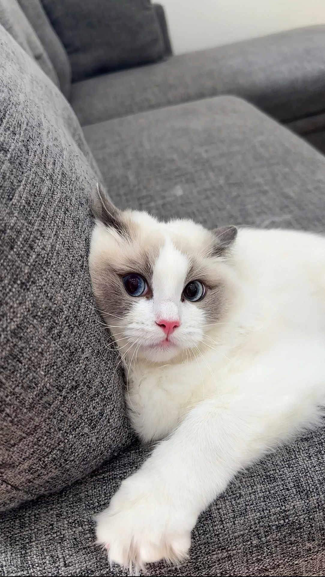 Azula joined the competition — help win amazing prizes! cat, fluffy, white, gray_markings, couch, furniture, pet, animal, indoor, relaxed, paw, curious, wide_eyes, soft, cute, domestic, resting, cozy, close_up, portrait