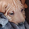 Bella participe au concours pour gagner de l'argent avec cette photo : puppy, dog, close_up, wrinkles, face, nose, ears, blanket, soft_texture, resting, sleepy, cute, pet, cozy, fur, animal, indoor, brown, expression, portrait