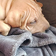 Bella participe au concours pour gagner de l'argent avec cette photo : puppy, dog, blanket, resting, sleepy, close_up, fur, wrinkles, soft, cozy, brown, pet, animal, indoors, comfort, cute, relaxed, nap, face, ears