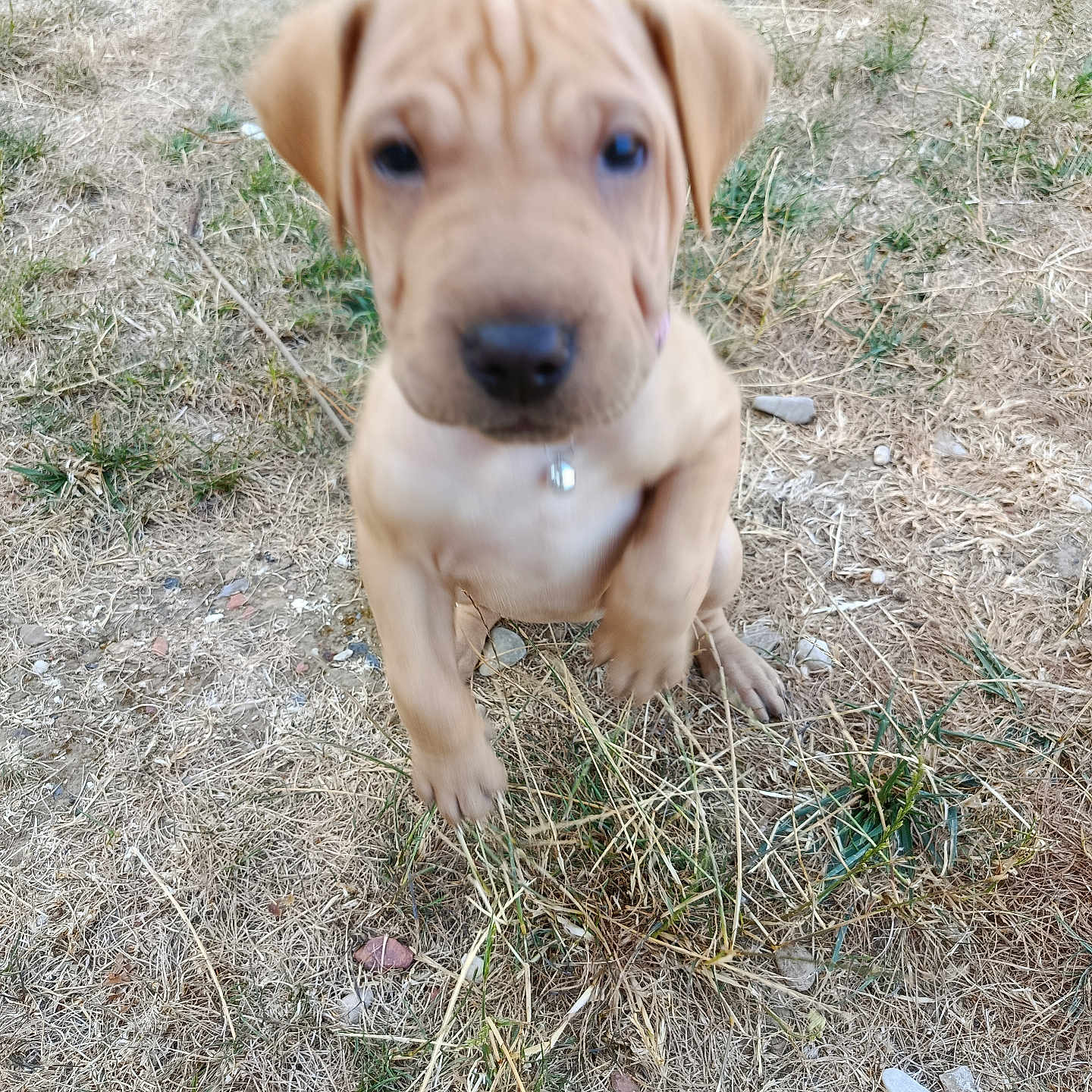 Bella a rejoint le concours — aidez-le/la à gagner de superbes lots ! puppy, dog, brown, outdoor, grass, dry_grass, collar, young, animal, pet, nature, cute, motion_blur, playful, ground, ear, paw, nose, fur, canine