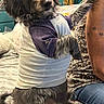 animal, arm, bed, blanket, casual_clothing, companion, cozy, cute, dog, furniture, furry, home, indoor, looking, paw_print, person, pet, shirt, sitting, tattoo
