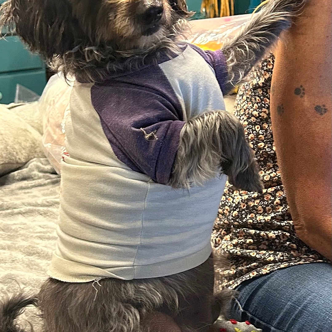 Biscuit