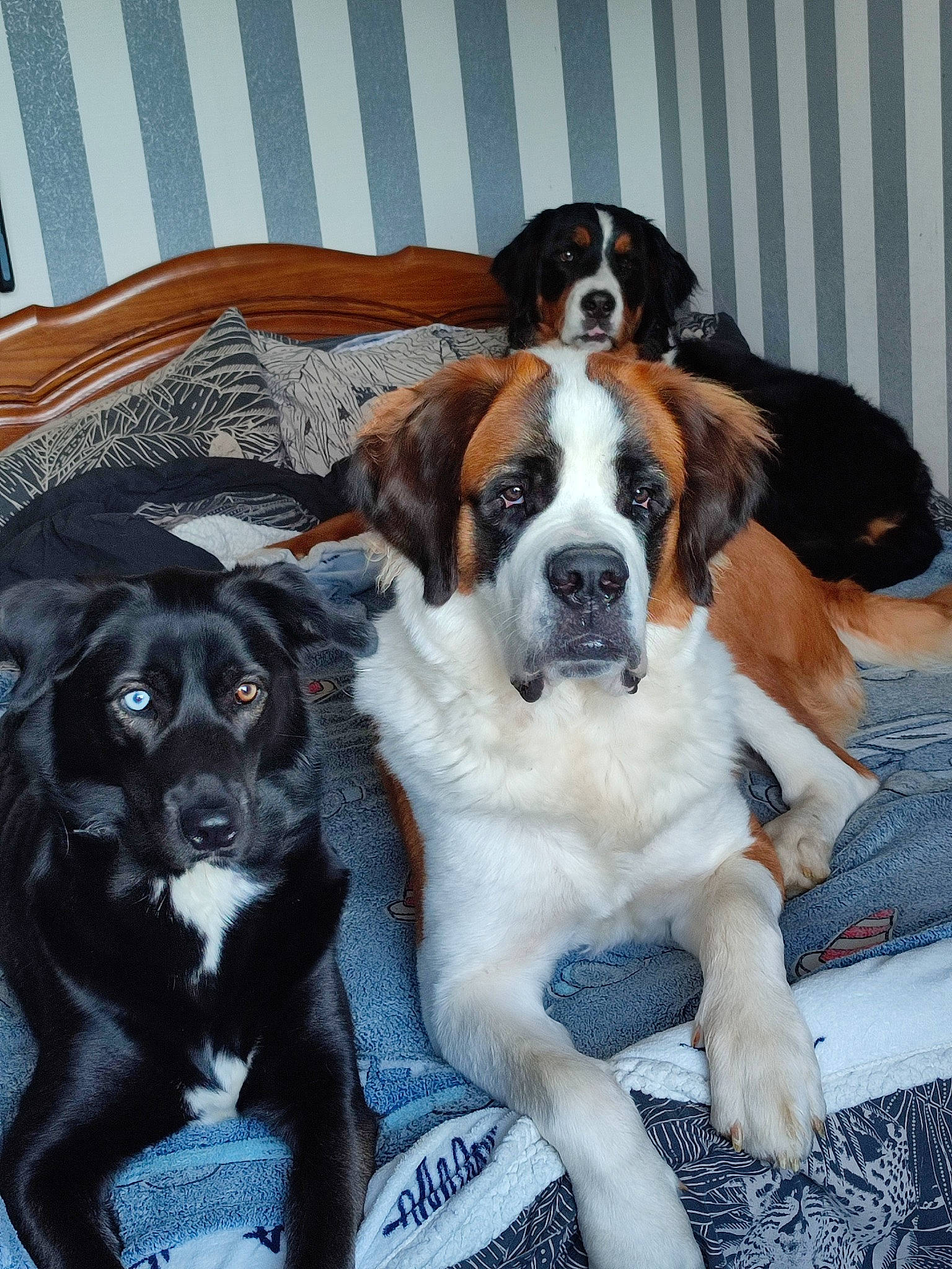 Youbeldul a rejoint le concours — aidez-le/la à gagner de superbes lots ! bored, carnivore, collar, companion_dog, dog, dog_breed, fur, snout, sporting_group, terrestrial_animal, working_animal, working_dog