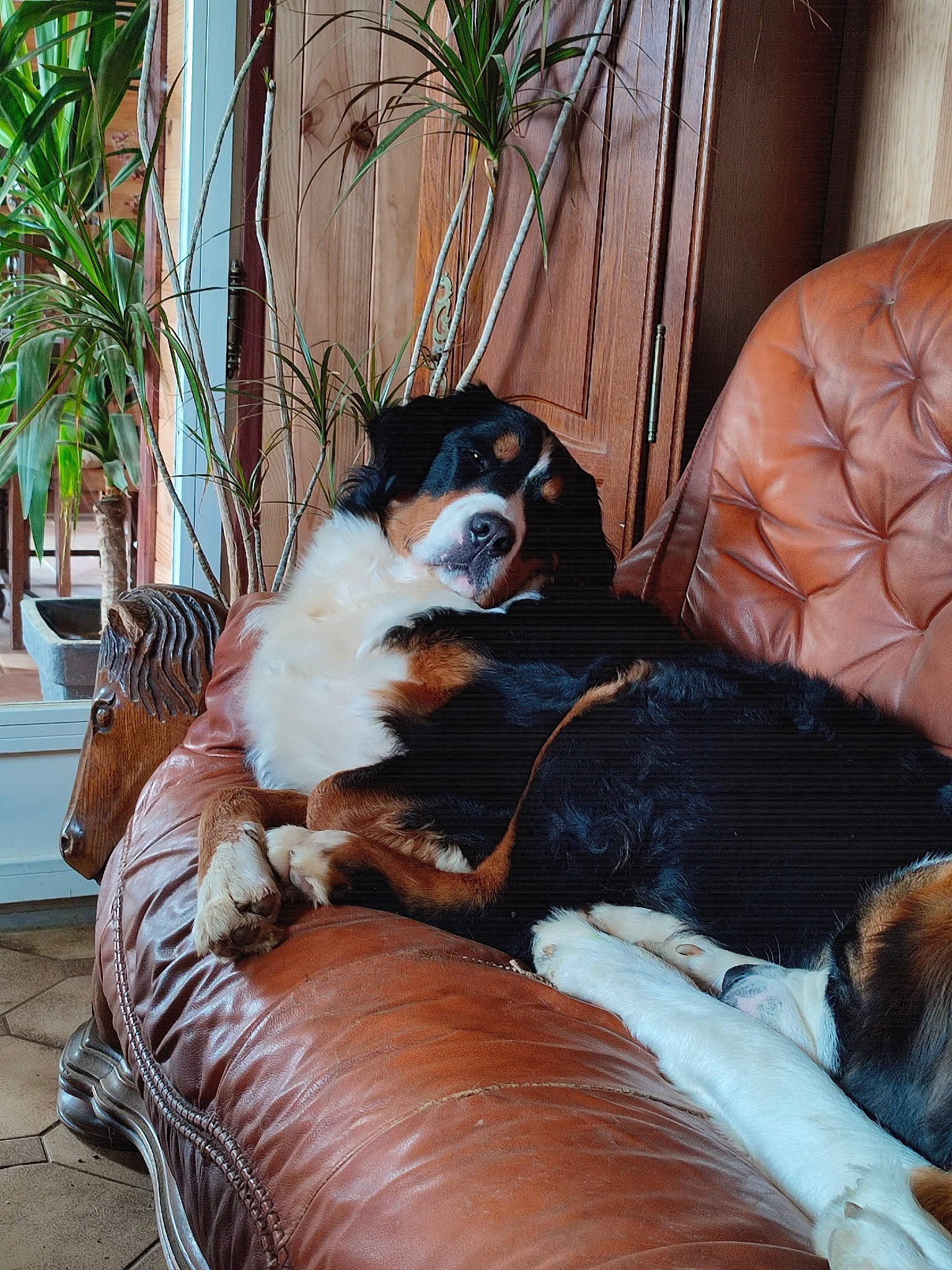 Dulcia a rejoint le concours — aidez-le/la à gagner de superbes lots ! bernese_mountain_dog, canidae, carnivore, comfort, companion_dog, couch, dog, dog_breed, fawn, fur, houseplant, plant, puppy, sporting_group, terrestrial_animal, toy_dog, working_animal, working_dog