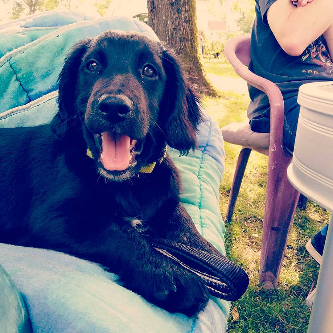 Phalko participe au concours pour gagner de l'argent avec cette photo : canidae, carnivore, companion_dog, dog, dog_breed, flat_coated_retriever, hunting_dog, labrador_retriever, retriever, sitting, sporting_group