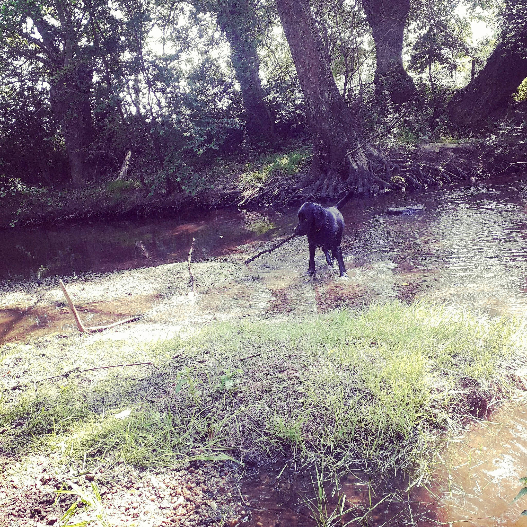 Phalko a rejoint le concours — aidez-le/la à gagner de superbes lots ! branch, canidae, forest, grass, guard_dog, mountain, natural_environment, plant, sporting_group, sunlight, tail, trail, tree, wilderness, wildlife, woodland