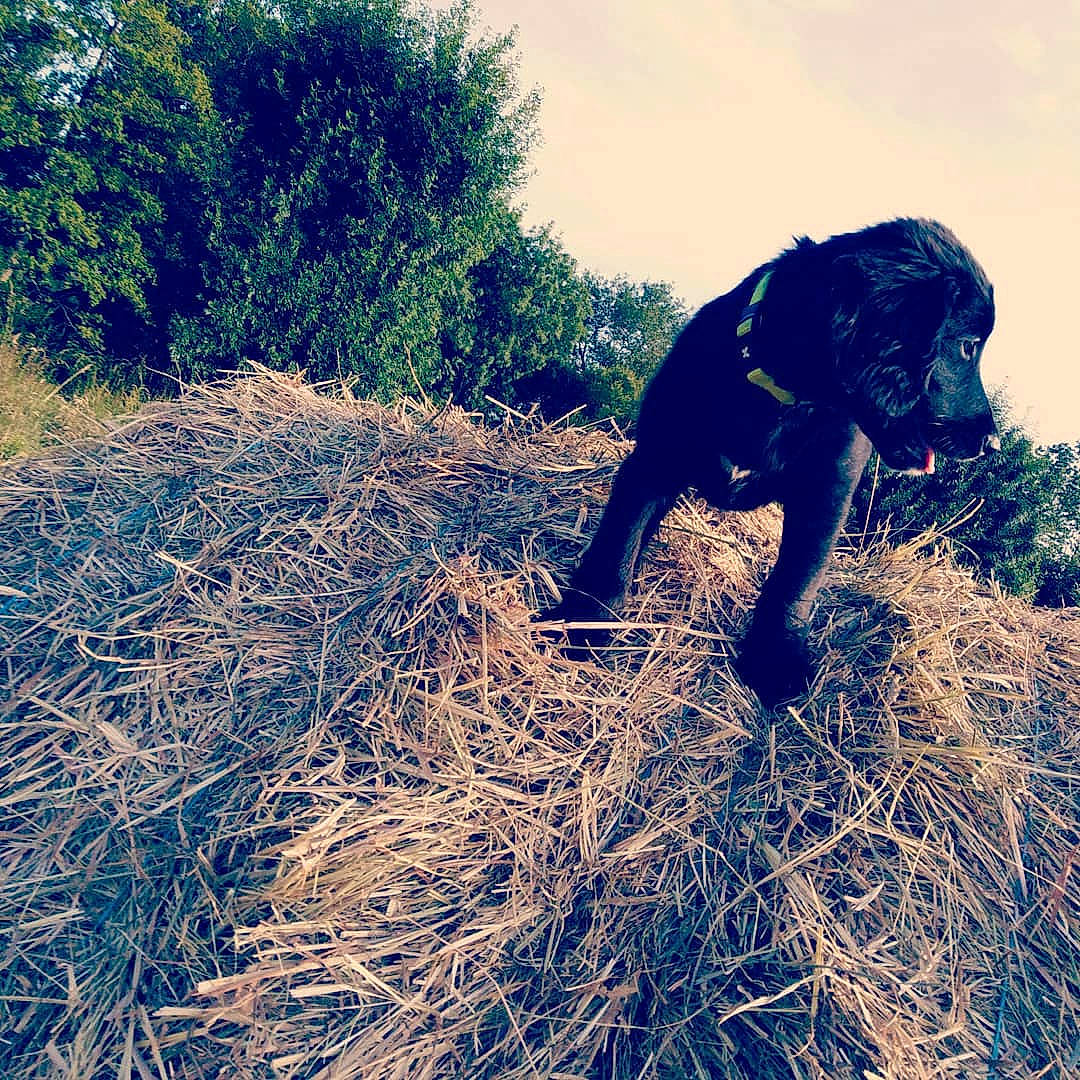 Phalko participe au concours pour gagner de l'argent avec cette photo : adventure, canidae, carnivore, cloud, dog, dog_breed, grass, hunting_dog, mountain, plant, sky, soil, sporting_group, straw, tail, tree