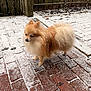 dog, pomeranian, snow, snowflakes, brick_patio, outdoor, fence, fluffy, small_dog, pet, winter, cold, fur, animal, canine, walking_surface, daylight, nature, quiet, standing