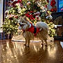 dog, pomeranian, christmas_tree, holiday_decor, festive_clothing, wooden_floor, lights, ornaments, red_flowers, indoor, decorations, pet, fluffy, smiling, holiday, seasonal, celebration, festive, interior, tree_skirt