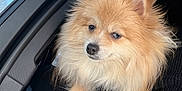 Wallaby is registered to the contest to win money with this photo: dog, pomeranian, pet, fluffy, car_interior, window, person, beanie, shoulder, fur, natural_light, casual, cute, indoors, animal, companion, portrait, relaxed, warm_colors, cozy