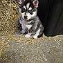 puppy, husky, dog, blue_eyes, hay, bale, concrete_floor, black_container, fur, cute, pet, animal, young_dog, sitting, curious, mischievous, indoors, small, adorable, nose