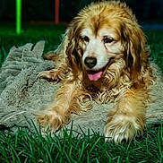 Ginger joined the competition — help win amazing prizes! animal, blanket, canine, colorful_lights, cozy, cute, dog, fur, glow, golden_retriever, grass, mushroom_lights, nature, night, outdoor, pet, relaxed, resting, soft_texture, tongue_out