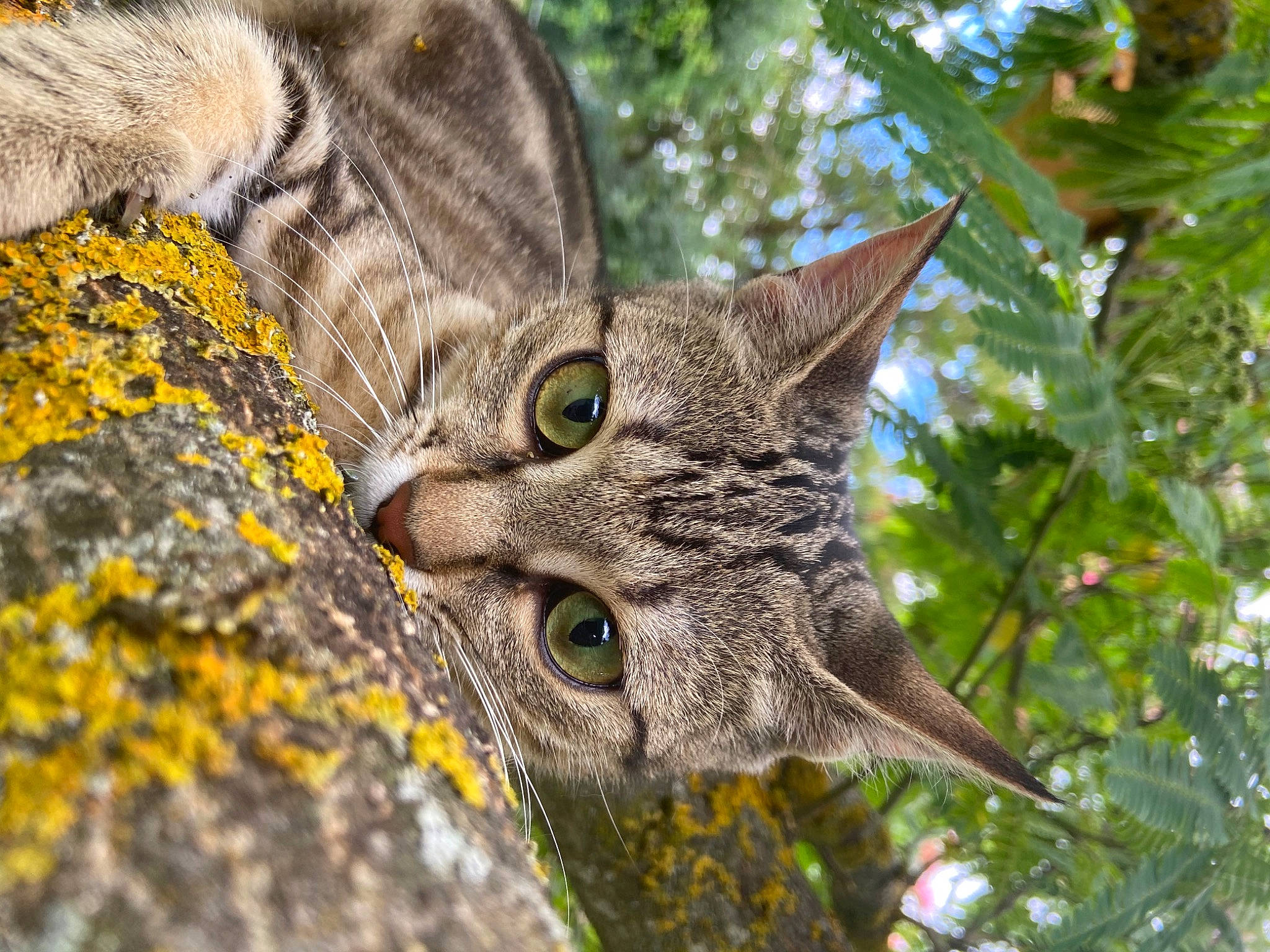 Polly a rejoint le concours — aidez-le/la à gagner de superbes lots ! branch, carnivore, cat, close_up, domestic_short_haired_cat, felidae, fur, grass, organism, plant, small_to_medium_sized_cats, snout, terrestrial_animal, terrestrial_plant, tree, trunk, twig, whiskers, wildlife, wood