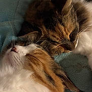 Shiny participe au concours pour gagner de l'argent avec cette photo : cat, sleeping, fluffy, closeup, feline, cozy, snuggling, pet, animal, fur, whiskers, relaxing, domestic_cat, resting, cute, companion, indoor, soft, peaceful, two_cats