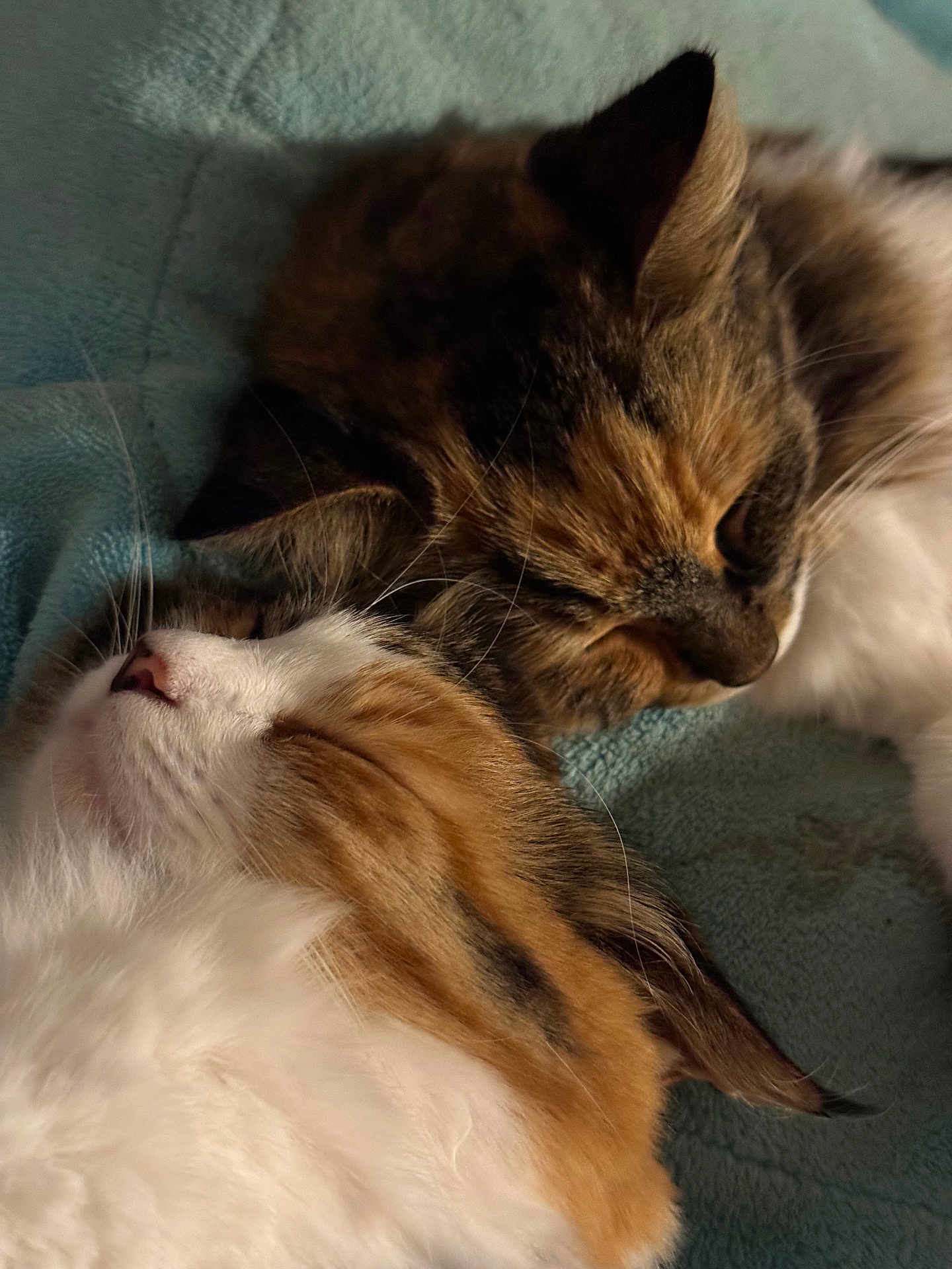 Shiny participe au concours pour gagner de l'argent avec cette photo : cat, sleeping, fluffy, closeup, feline, cozy, snuggling, pet, animal, fur, whiskers, relaxing, domestic_cat, resting, cute, companion, indoor, soft, peaceful, two_cats
