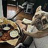 armrest, blanket, container, cozy, curious, dipping_sauce, dog, door, floor, food, french_bulldog, fries, furniture, indoor, living_room, paws, pet, snack, tray, wood_floor