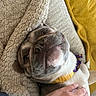 Pepper joined the competition — help win amazing prizes! animal, bed, beige, blanket, canine, close_up, collar, comfort, companion, couch, cozy, dog, fur, hand, indoor, pet, relaxed, resting, soft, yellow
