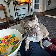 Pepper joined the competition — help win amazing prizes! blanket, bowl, cereal, clothing, couch, curious, dog, door, floor, french_bulldog, home, indoor, milk, person, pet, plant, rug, spoon, table, terrarrium