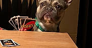 Pepper joined the competition — help win amazing prizes! animal, boardgame, brown, card_game, cards, chair, companion, curious, cute, dog, french_bulldog, funny, game, indoor, pet, playing, seated, table, uno, wooden_table