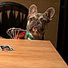 animal, boardgame, brown, card_game, cards, chair, companion, curious, cute, dog, french_bulldog, funny, game, indoor, pet, playing, seated, table, uno, wooden_table