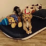 Mickey participe au concours pour gagner de l'argent avec cette photo : dog, plush_toys, monkey_toy, pug_toy, cushion, floor, wooden_floor, beige_wall, pet, small_dog, toy_collection, stuffed_animals, indoor, animal, cute, relaxed, companion, home, furniture, resting