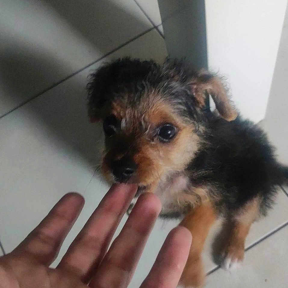 Mickey participe au concours pour gagner de l'argent avec cette photo : puppy, dog, hand, indoor, tile_floor, furniture, curious, small_dog, brown, black, pet, animal, young_dog, cute, sniffing, interaction, floor, domestic, canine, person