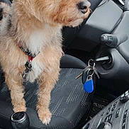 Mickey participe au concours pour gagner de l'argent avec cette photo : dog, small_dog, car_interior, car_seat, gear_shift, car_keys, dashboard, window, seatbelt, road, vehicle, pet, fur, leash, curious, brown_dog, companion, travel, transportation, inside_car