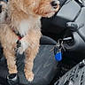 dog, small_dog, car_interior, car_seat, gear_shift, car_keys, dashboard, window, seatbelt, road, vehicle, pet, fur, leash, curious, brown_dog, companion, travel, transportation, inside_car