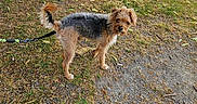 Mickey a rejoint le concours — aidez-le/la à gagner de superbes lots ! dog, leash, bicycle, grass, gravel, fence, tree, outdoor, pet, park, daylight, canine, animal, scruffy, walking, nature, small_dog, parked_bike, summer, field