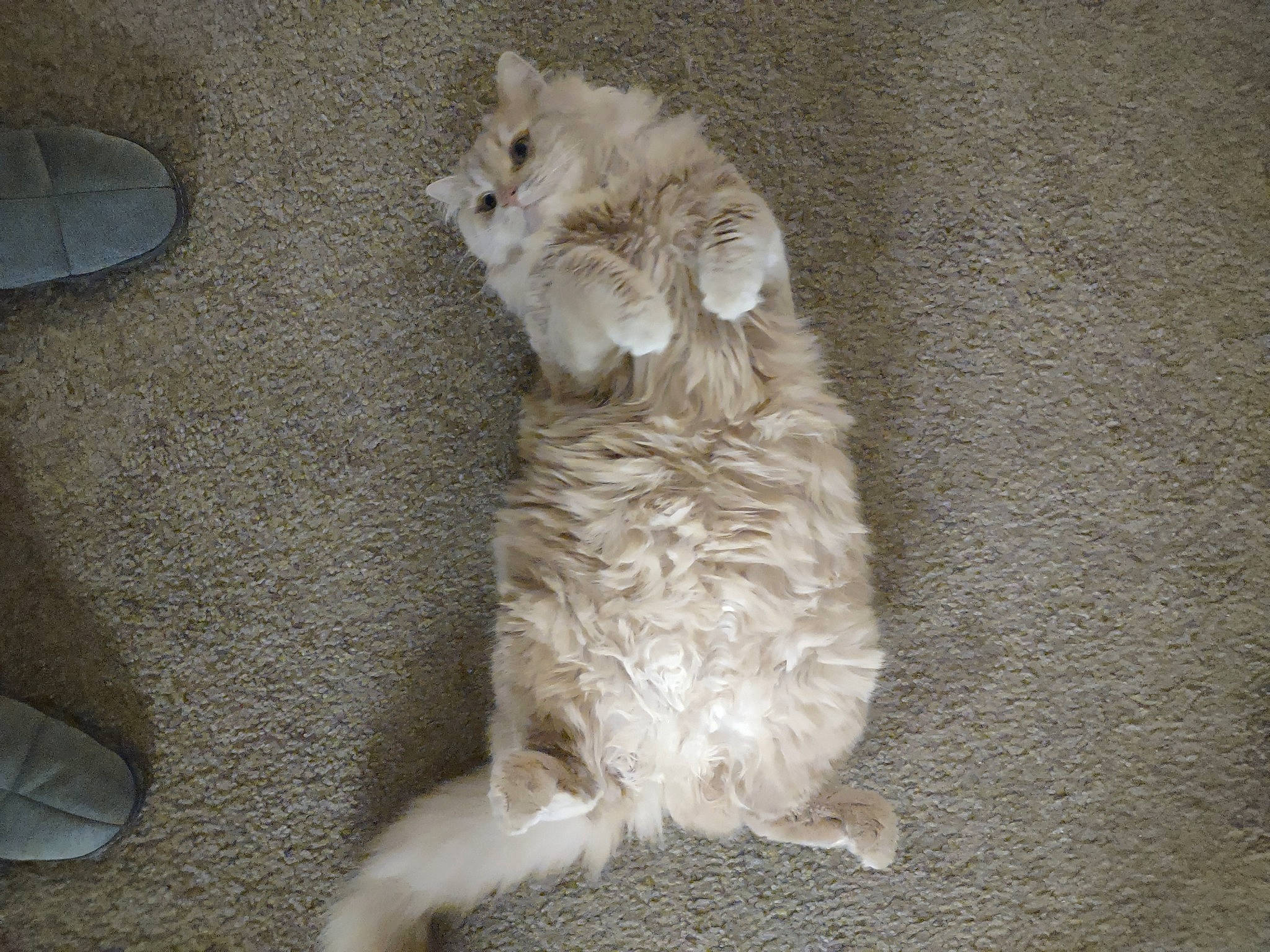 Little Monster joined the competition — help win amazing prizes! canidae, carnivore, companion_dog, dog, dog_breed, fawn, felidae, flooring, fur, hardwood, paw, puppy, small_to_medium_sized_cats, snout, sporting_group, tail, toy_dog, whiskers, wood, working_animal