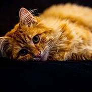 Dokeo participe au concours pour gagner de l'argent avec cette photo : cat, orange_tabby, fluffy, pet, feline, lying_down, close_up, portrait, whiskers, ears, curious_eyes, soft_focus, dark_background, animal, cute, domestic_cat, relaxed, fur, mammal, indoor