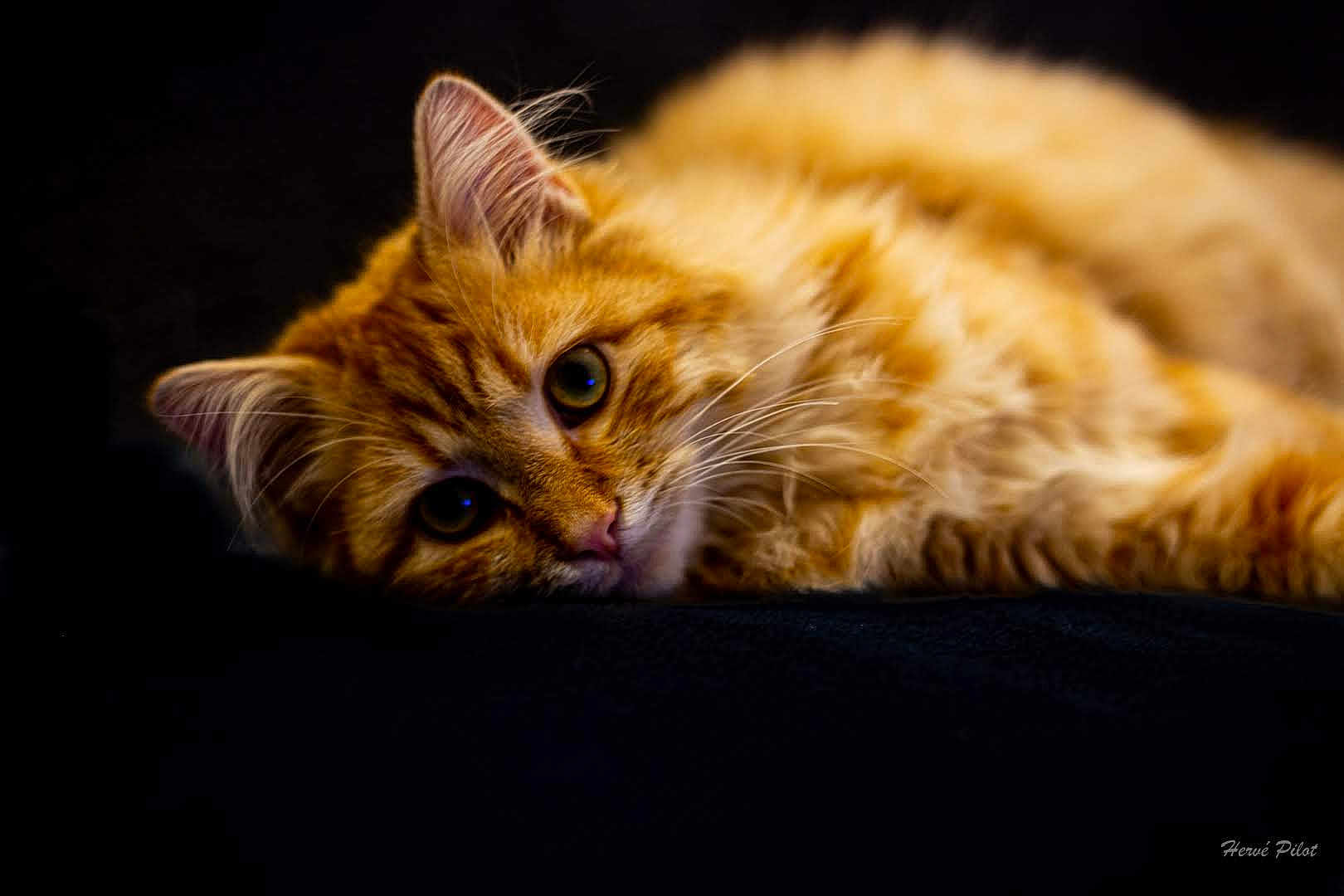 Dokeo participe au concours pour gagner de l'argent avec cette photo : cat, orange_tabby, fluffy, pet, feline, lying_down, close_up, portrait, whiskers, ears, curious_eyes, soft_focus, dark_background, animal, cute, domestic_cat, relaxed, fur, mammal, indoor