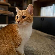 Satsu a rejoint le concours — aidez-le/la à gagner de superbes lots ! cat, orange_cat, white_cat, pet, indoor, feline, animal, fur, ears, whiskers, sitting, side_view, curious, soft_light, blurred_background, home, cozy, furniture, shelf, domestic_animal