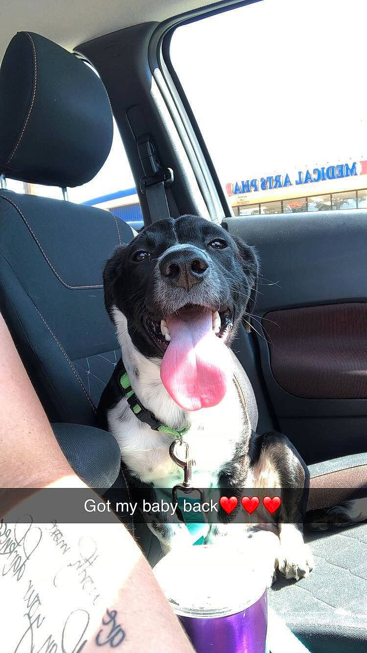 Dorito joined the competition — help win amazing prizes! american_pit_bull_terrier, canidae, car, carnivore, dog, dog_breed, fawn, mammal, non_sporting_group, pit_bull, puppy, rare_breed_dog, snout, sporting_group, staffordshire_bull_terrier, vehicle