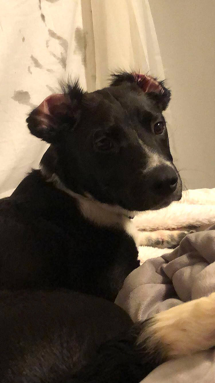 Dorito is registered to the contest to win money with this photo: borador, border_collie, canidae, carnivore, dog, dog_breed, ear, mammal, nose, puppy, snout