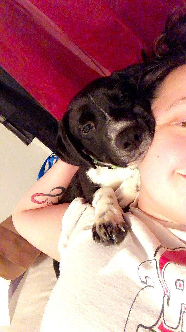 Dorito is registered to the contest to win money with this photo: canidae, carnivore, dog, dog_breed, ear, gesture, nose, pointer, puppy, puppy_love, selfie, snout, sporting_group