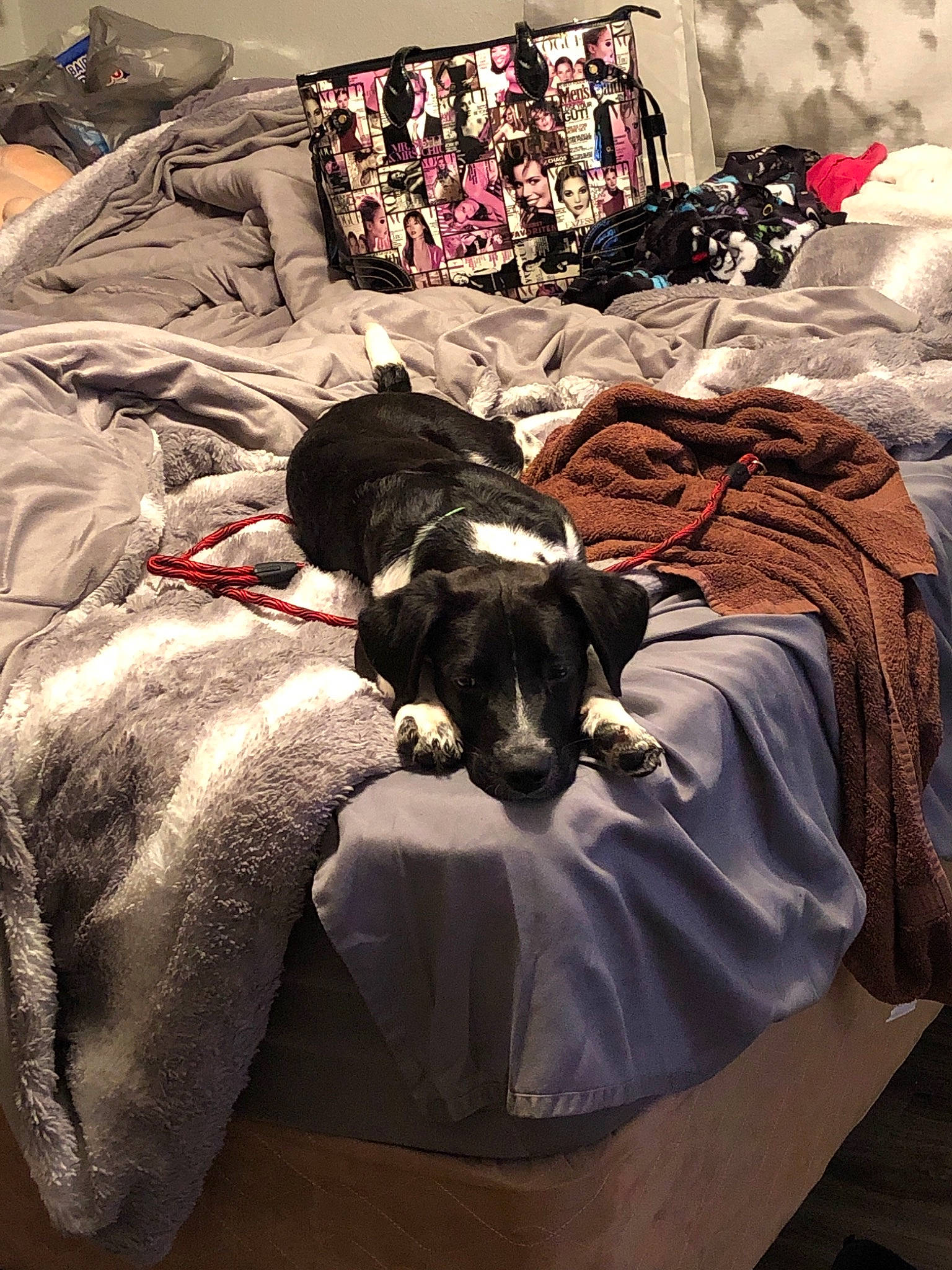 Dorito joined the competition — help win amazing prizes! bed_sheet, bedding, canidae, carnivore, companion_dog, dog, dog_breed, linens, miniature_schnauzer, nap, non_sporting_group, room, sporting_group, textile