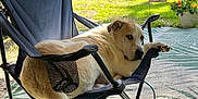 Max is registered to the contest to win money with this photo: dog, chair, outdoor, pet, relaxing, canine, lawn, flower_pot, greenery, fabric, metal_frame, summer, shade, resting, animal, domestic_animal, backyard, casual, leisure, side_eye