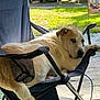 dog, chair, outdoor, pet, relaxing, canine, lawn, flower_pot, greenery, fabric, metal_frame, summer, shade, resting, animal, domestic_animal, backyard, casual, leisure, side_eye