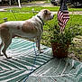 Max joined the competition — help win amazing prizes! dog, leash, outdoor, grass, potted_plant, american_flag, rug, side_view, collar, road, car, greenery, daylight, pet, animal, quiet, yard, nature, standing, domestic_animal