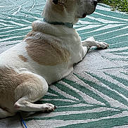 Max is registered to the contest to win money with this photo: dog, animal, pet, outdoor, grass, plant, flower_pot, smiley_face, relaxed, lying_down, fur, collar, paws, side_view, patterned_rug, greenery, nature, daylight, resting, domestic_animal