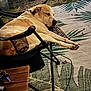Max is registered to the contest to win money with this photo: dog, chair, outdoor, relaxed, camping_chair, stretching, pet, animal, fur, paw, table, keys, carpet, leaf_pattern, nature, grass, resting, daylight, metal_frame, home