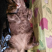 Flower is registered to the contest to win money with this photo: cat, gray_cat, fluffy, pet, animal, indoor, tablecloth, floral_pattern, curled_paws, lying_down, cute, whiskers, feline, domestic_cat, relaxed, fur, pink_nose, yellow_eyes, closeup, resting