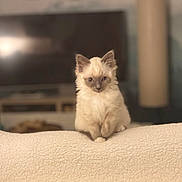 Pixelle a rejoint le concours — aidez-le/la à gagner de superbes lots ! kitten, cat, fluffy, indoor, blanket, furniture, living_room, pet, cute, small, sitting, soft, cozy, animal, young, fur, domestic, whiskers, ears, face