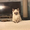 kitten, cat, fluffy, indoor, blanket, furniture, living_room, pet, cute, small, sitting, soft, cozy, animal, young, fur, domestic, whiskers, ears, face